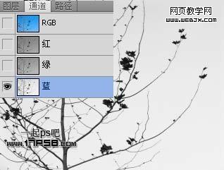 Photoshop使用通道和计算命令给树枝抠图webjx.com
