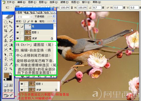 Photoshop制作GIF动态小鸟图片